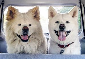 日本网红狗狗去世,日本狗死了