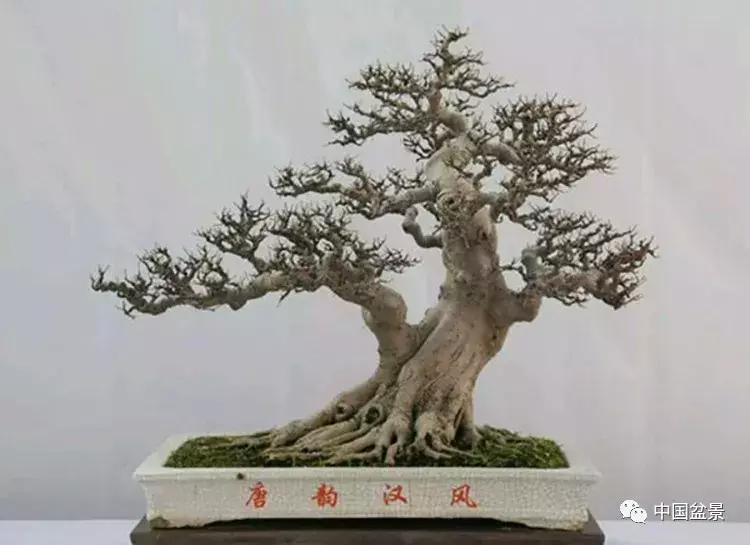 一组盆景佳作欣赏,斜杆式飘枝盆景图片欣赏