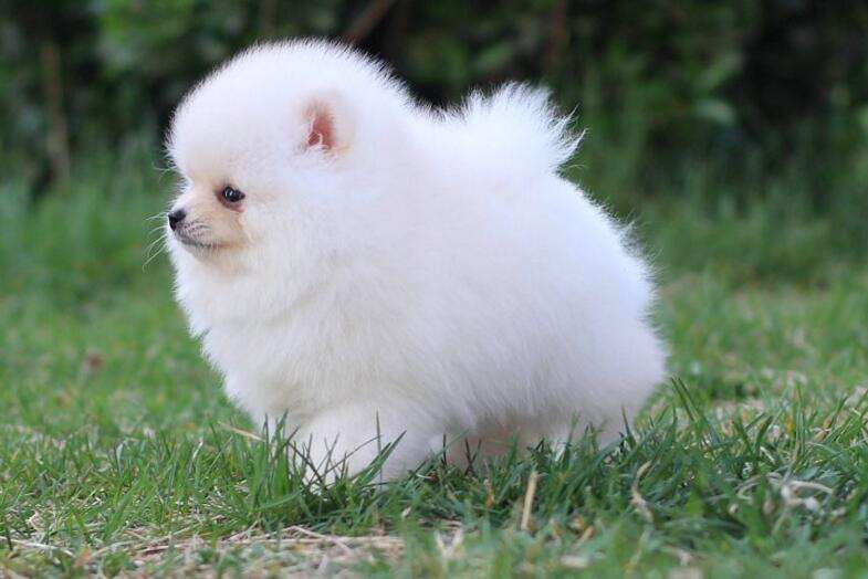 博美犬三个月怎么养,博美犬怎么养才能不生病