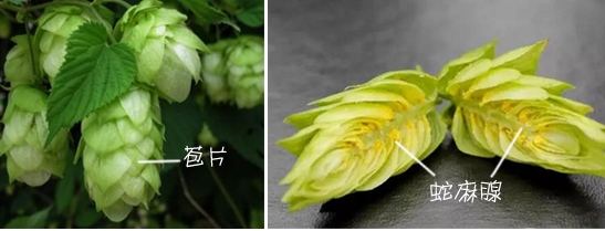 生啤鲜啤熟啤原浆的区别,精酿生啤和熟啤有什么区别