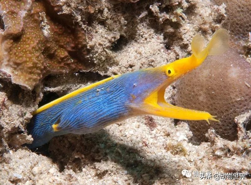 花里胡哨的淡水鱼,奇形怪状的海洋鱼