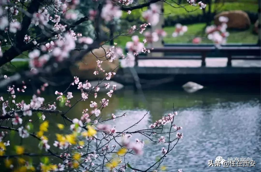 品质生活ip,星河湾的品质