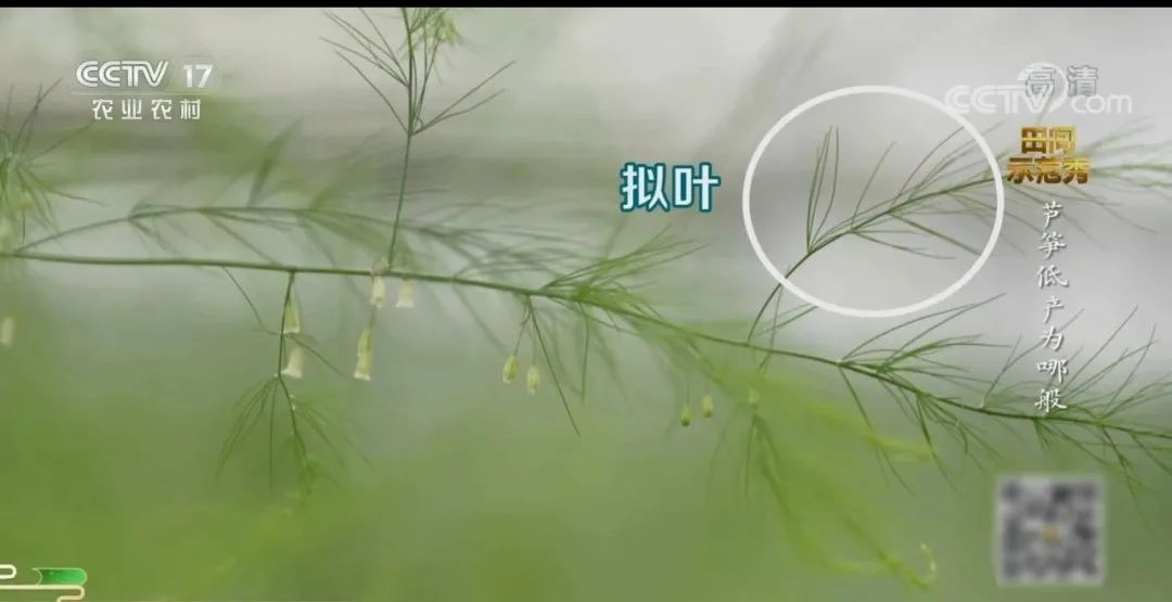 芦笋和竹笋的区别在哪,芦笋和笋有区别吗