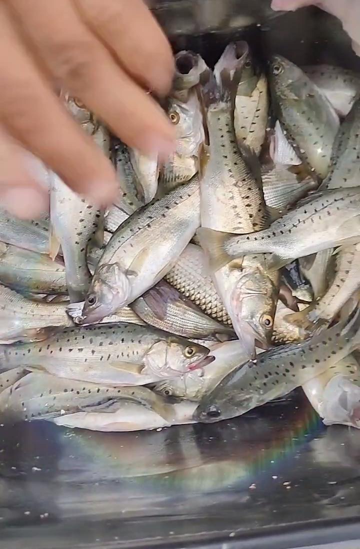 鲈鱼群,鲈鱼群接连上鱼