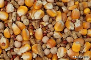 肉鸽子的饲养方法,如何饲养鸽子鸽子会听话