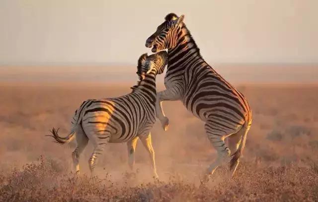 非洲斑马，食草动物界扛把子