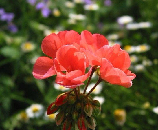 教你认识香料,哪款天竺葵精油好用