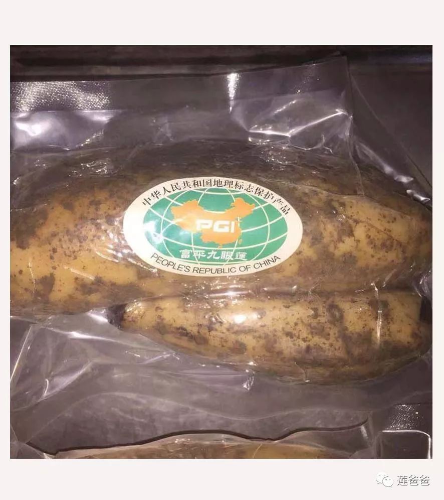 莲藕咋选,莲藕选种苗视频