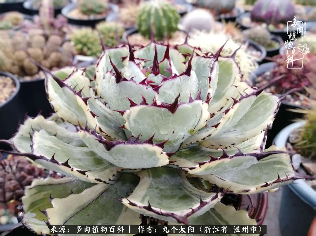 景天、球和龙舌兰，只要是多肉，都喜爱