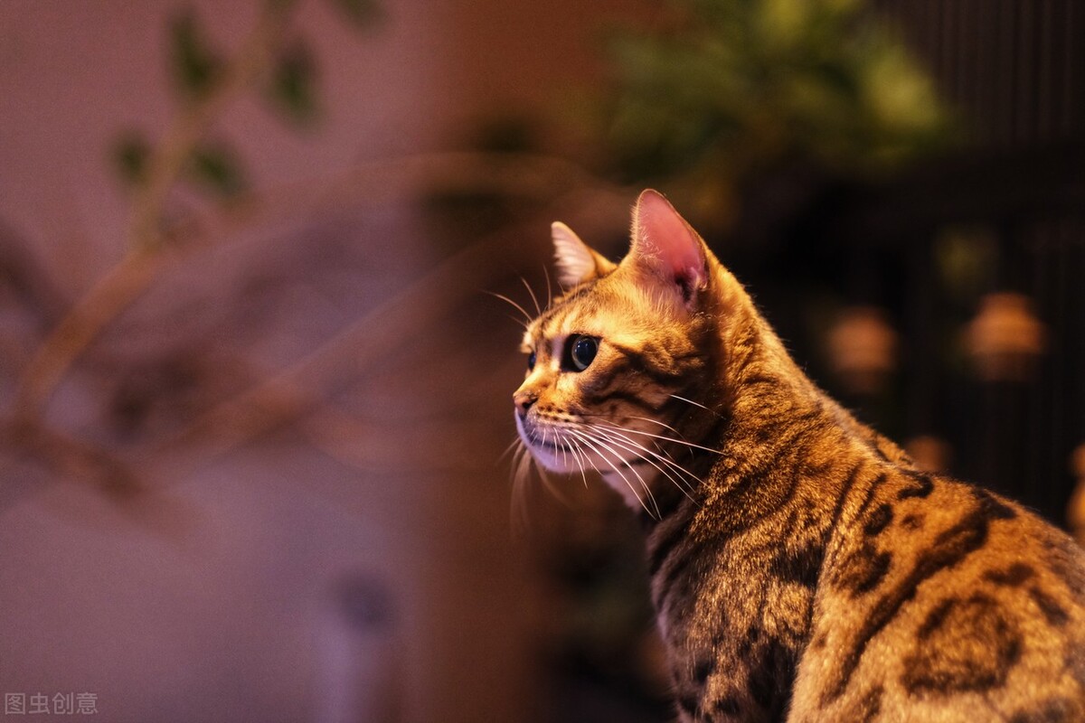 母猫便秘吃什么药好,母猫便秘拉出来血怎么办