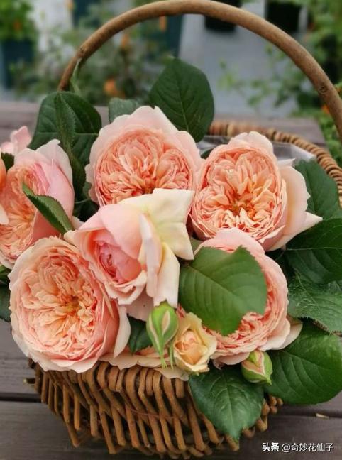 给大家推荐几款皮实好养的月季,好养不生病的月季有哪些品种