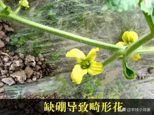甜瓜缺硼危害大！这些甜瓜缺硼的原因和防治方法，你都知道吗？