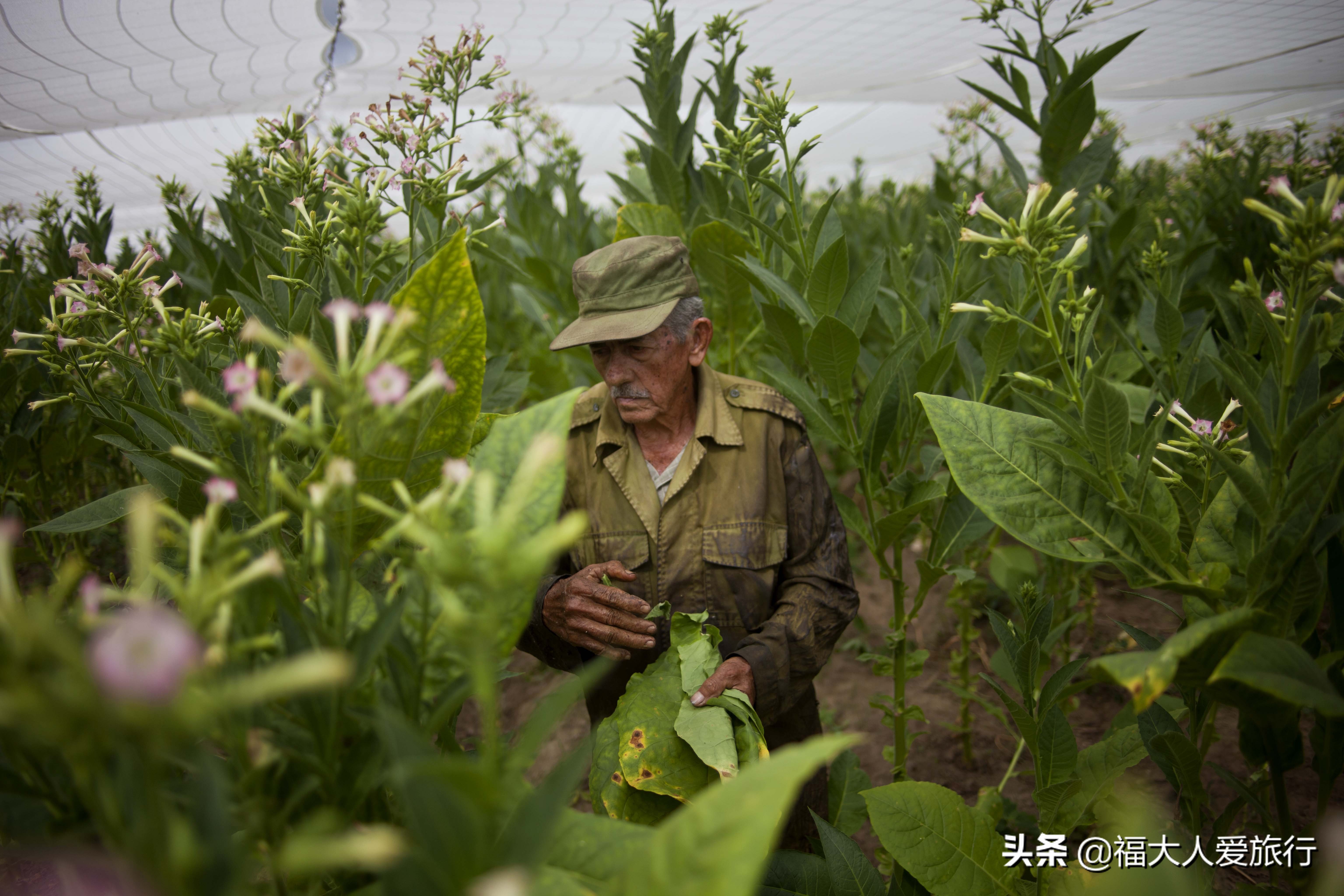 给我一支雪茄，我别无他求！探访世界顶级雪茄故乡，人人享受其中