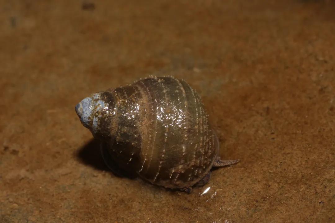 螺蛳粉炒螺图片,螺蛳粉美味螺