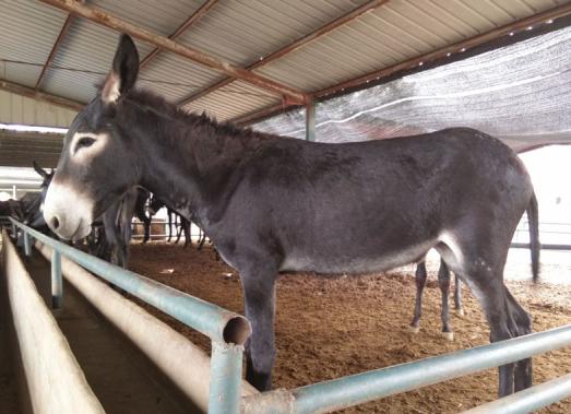 驴子怎么饲养,驴子的养殖技巧
