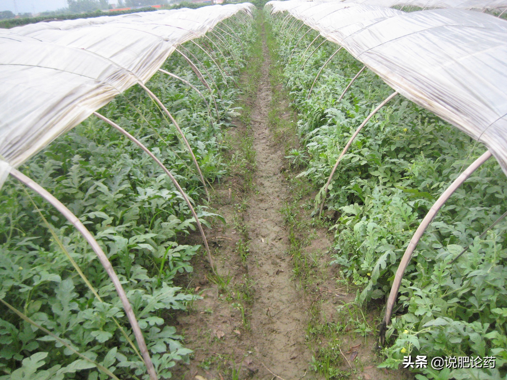 西瓜减肥最有效的方法,西瓜防病治病的特效药