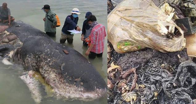 第六次生物大灭绝都会灭绝什么,第六次物种灭绝