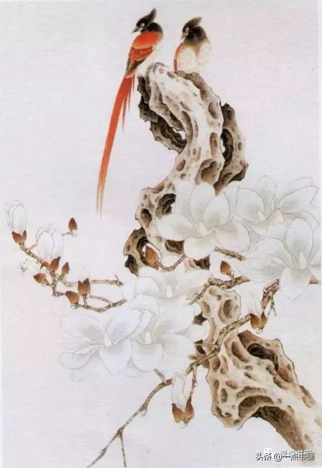 玉兰花的画法和枝干布局,玉兰花的素描画法步骤图