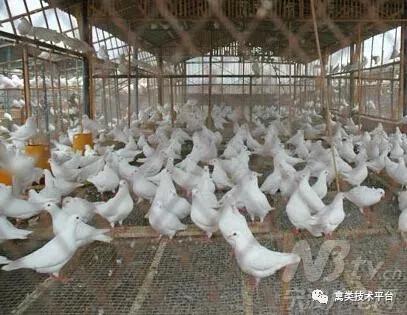 乳鸽死亡怎么办,乳鸽为什么15天突然死亡