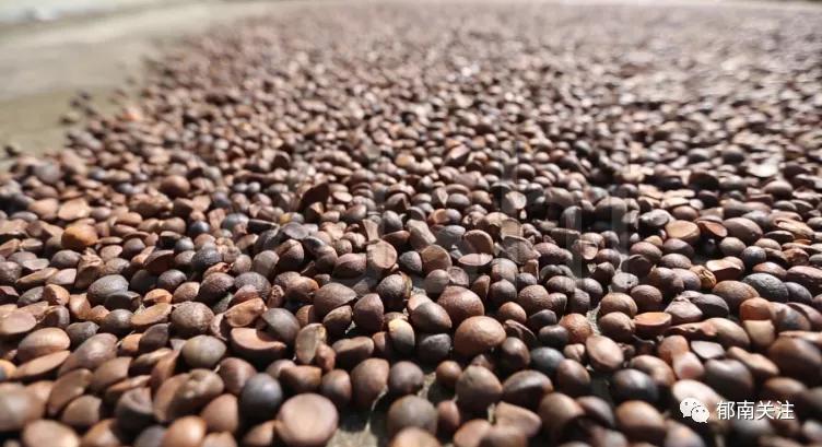 茶油粘锅,茶油炸锅巴