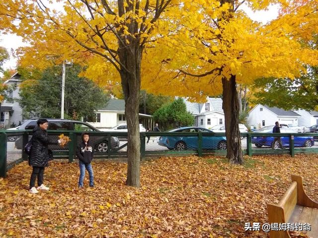 蔓越莓小知识,蔓越莓的秘密