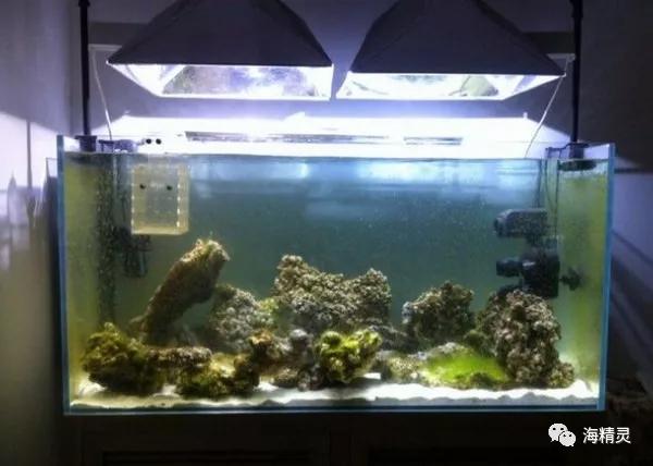 为什么一定要爆藻,为什么国人对鱼情有独钟