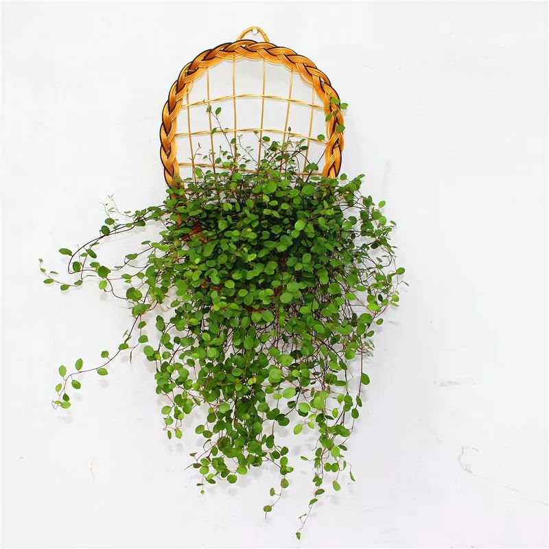 花卉吊兰100种,吊兰绿植盆栽第一名