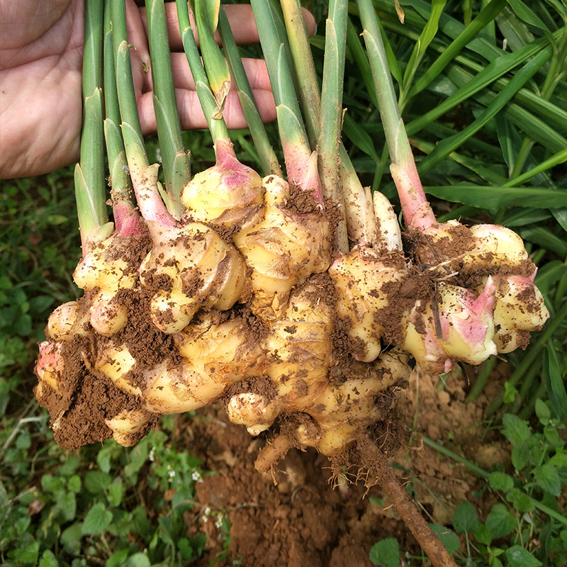 露天阳台种植生姜技术,生姜盆栽养殖方法