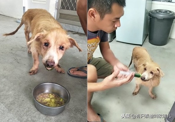 舌头溃烂竟被喂骨肉「有主老癌犬」雨中翻垃圾找食物