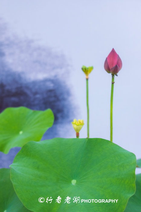 最美荷花展深圳,深圳最美荷花