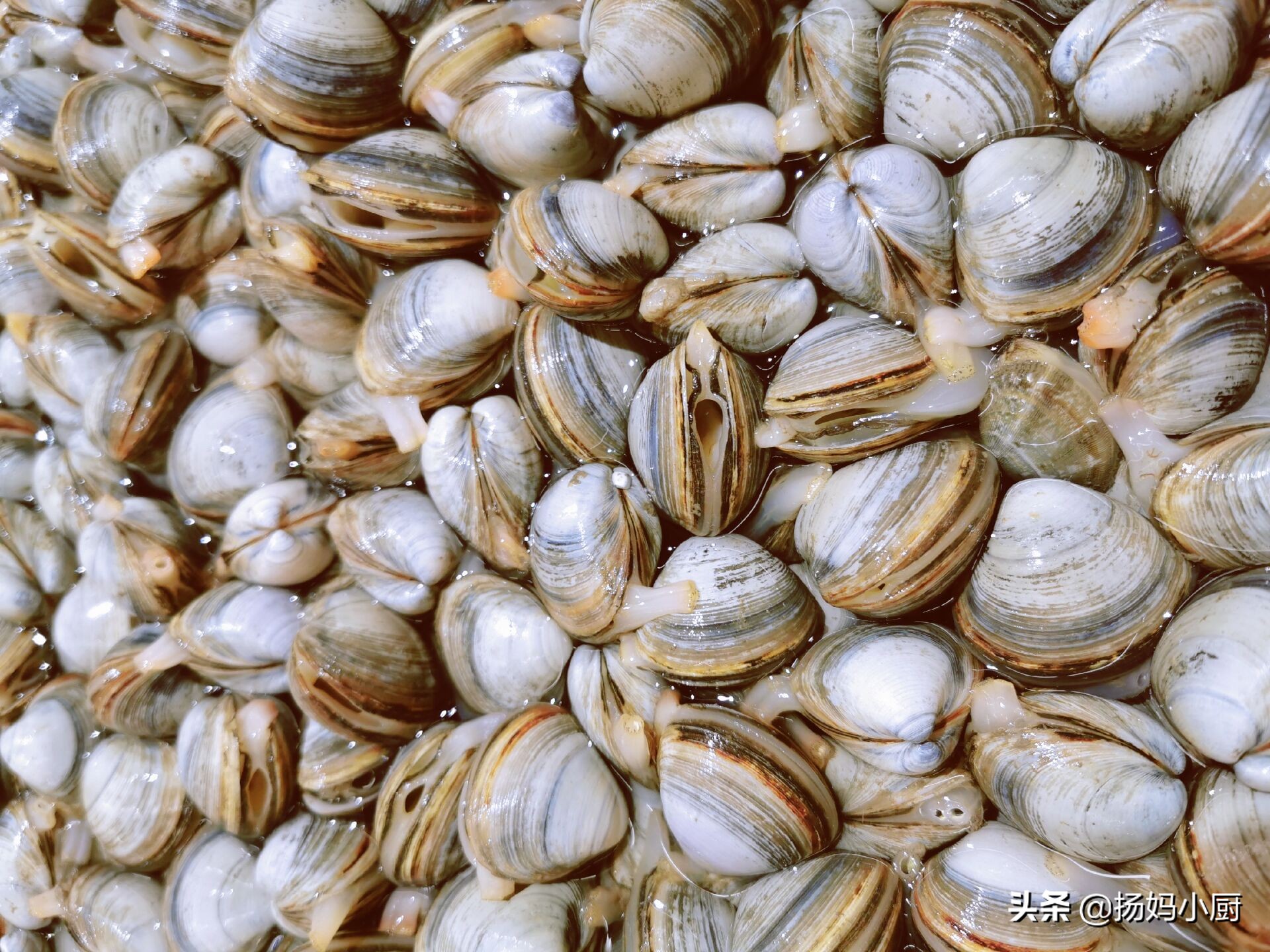 赶海赶的花甲没有海水怎么办,赶海抓的花甲怎么处理