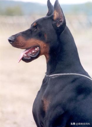 少喂一口狗狗它就可以多活几年,什么狗不挑食会守家对主人忠诚