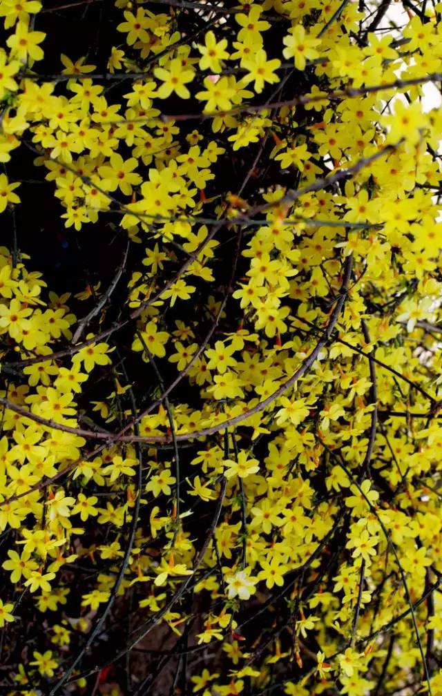 赏花时间表,赏花季节及图片