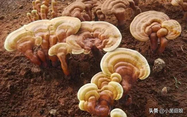 灵芝病虫害防治,灵芝菌发霉怎么处理