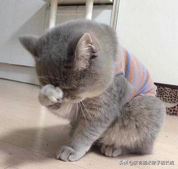 猫咪猫癣为什么反反复复,猫咪猫癣越来越多怎么处理