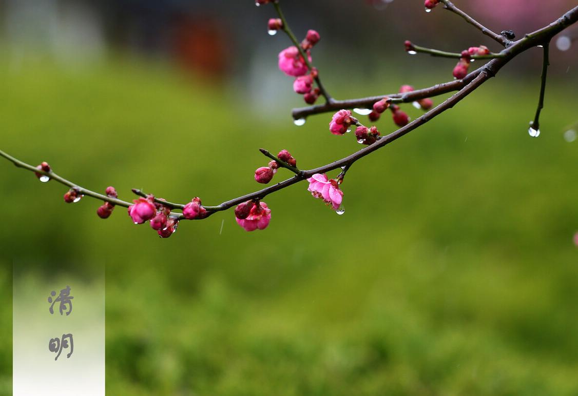 冬季养肝健脾茶推荐,冬季养肝降火喝什么茶