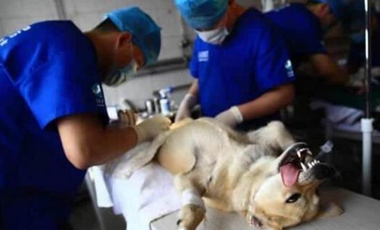 狗狗这五个症状表明该驱虫,狗狗所有危险症状