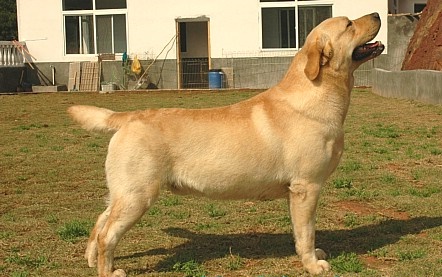 拉布拉多不听话训练视频,拉布拉多变天使