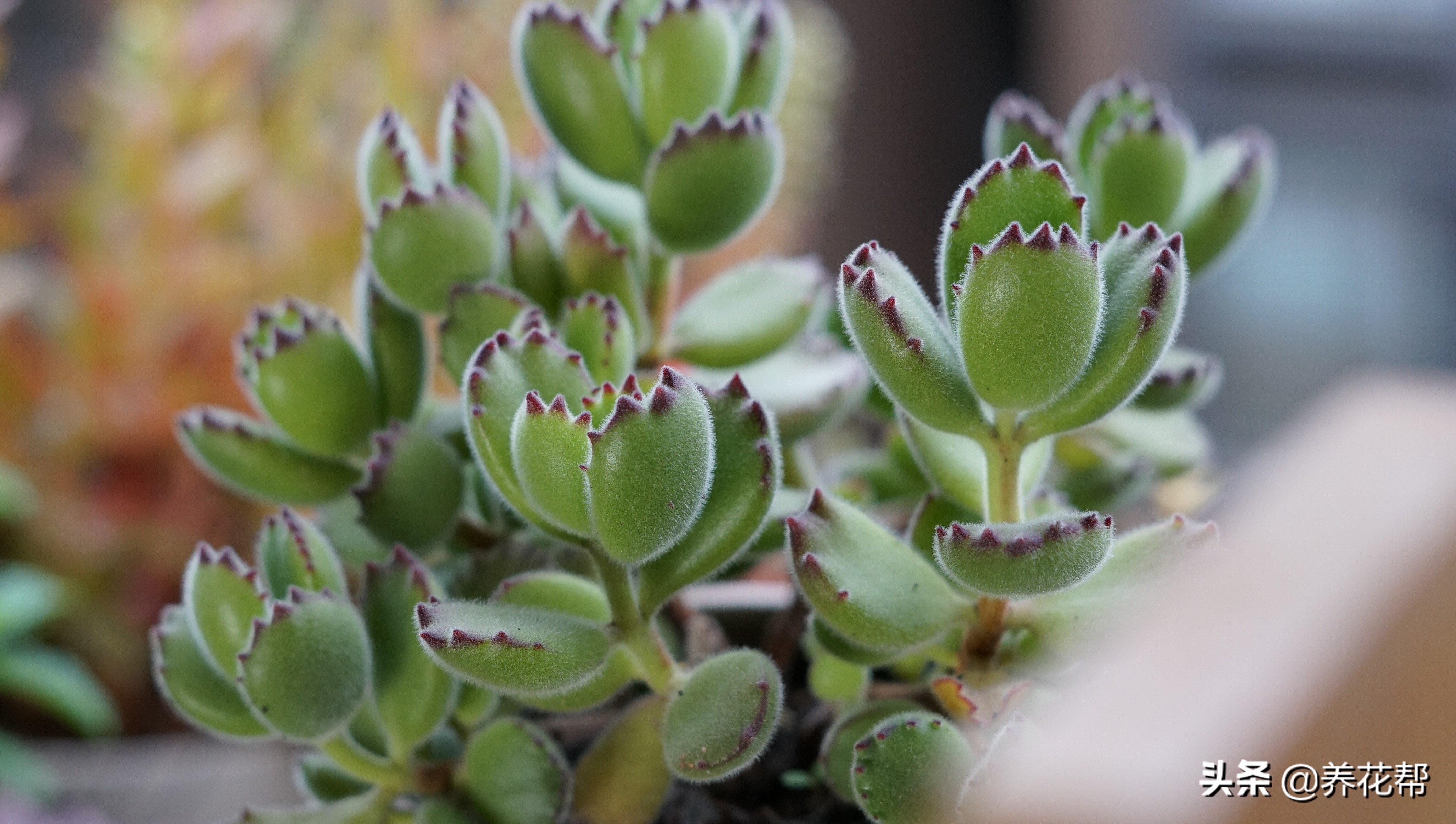 多肉熊童子出状态,多肉熊童子太茂盛了怎么办