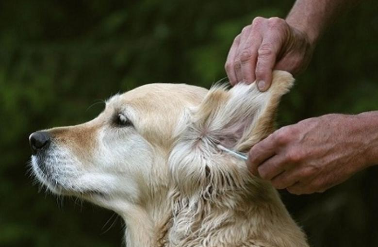 狗耳螨可以用双氧水洗吗,狗耳螨可以用碘伏擦吗