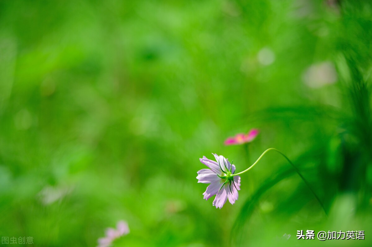 中考英语美文,中考美文朗读英语