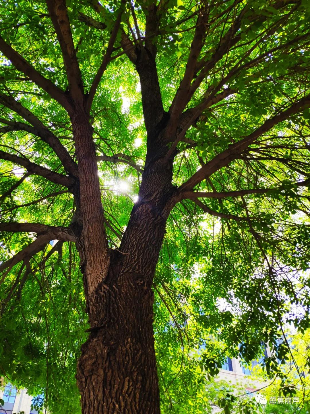 丰华街的白蜡树——新叶冉冉逢谷雨