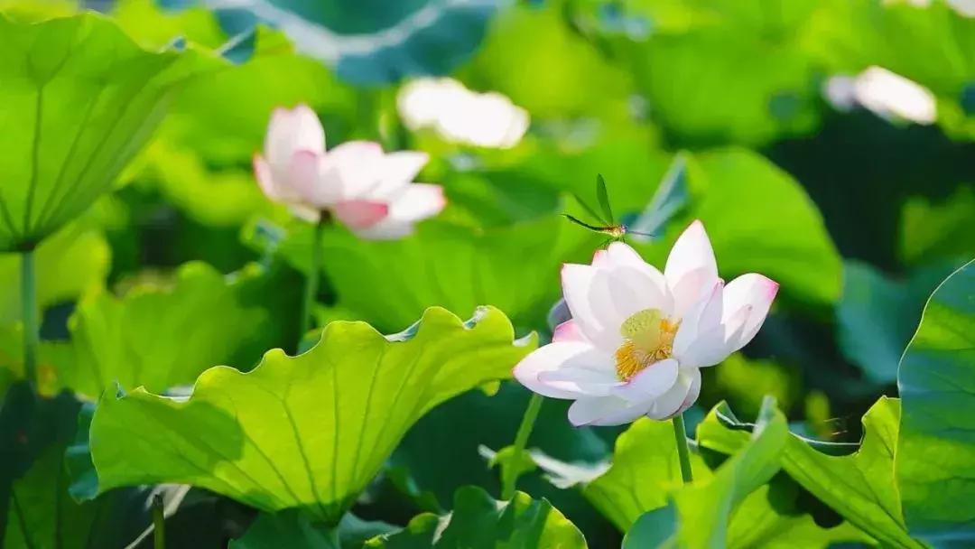 金湖荷花荡图片,金湖荷花荡介绍