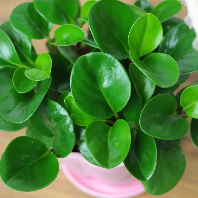 家有这4种植物可小心养,豆瓣绿的家庭养法