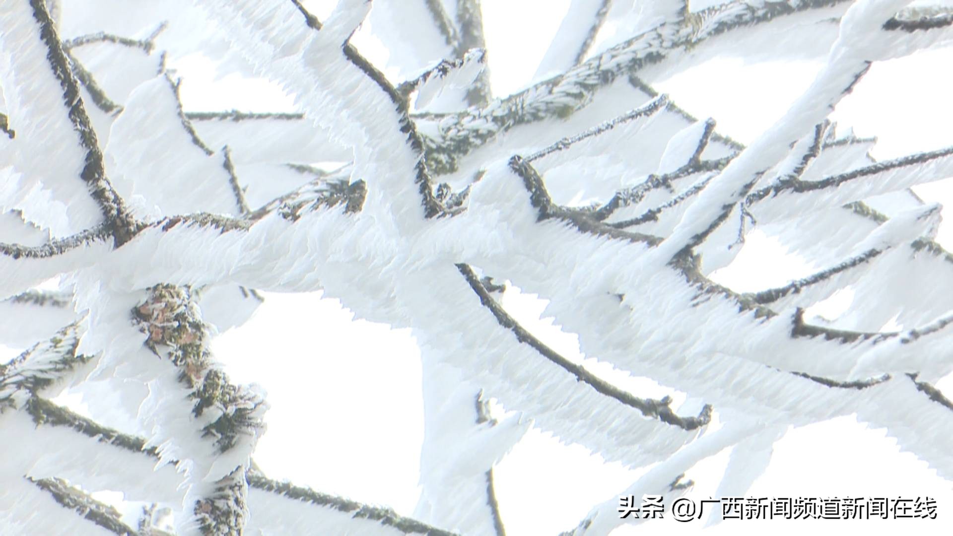 大明山雾凇美景美丽又动人,猫儿山震撼云海风光