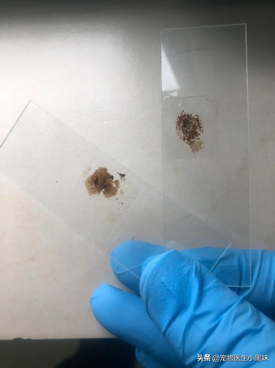 爱宠专用耳螨,大宠爱怎么驱耳螨