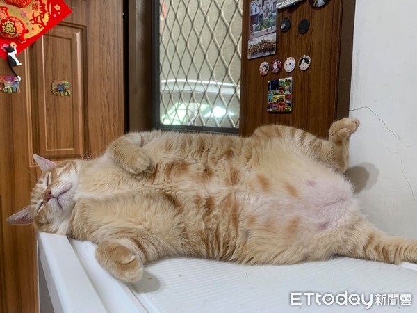 橘猫兄妹,橘猫和俩兄妹