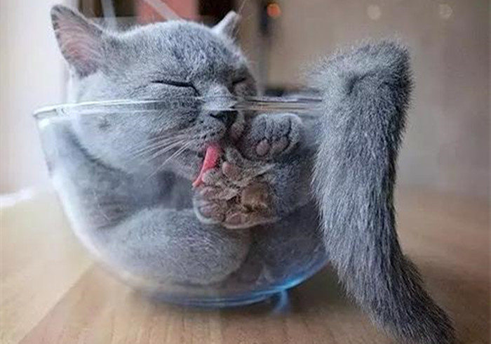 猫咪是液体做的？主人以为泡沫盒里多了根棍子，仔细一看竟是只猫