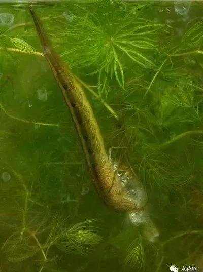 鱼苗消毒和病虫防治,水花鱼苗气泡病发病原因