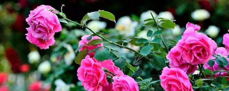 玫瑰怎么养视频,玫瑰怎么养水培